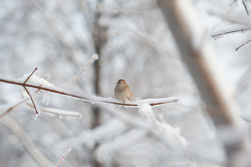 Bird on icy tree branchп