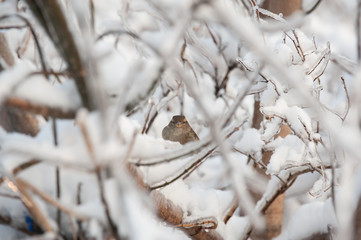 Bird on icy tree branch