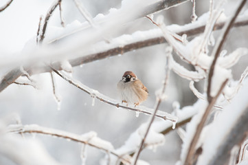 Bird on icy tree branch