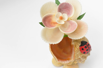 Sea shells souvenir with detail shells on white background.