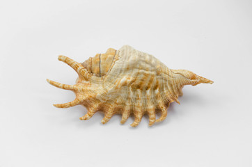 Giant spider conch shell Lambis Truncata isolated on white background. mariculture.