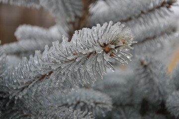 Naklejka na ściany i meble Photo branches covered with ice crystals closeup.