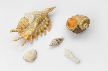 The group of natural colorful seashells isolated on a white background. Collage of my downscaled pictures.