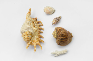 The group of natural colorful seashells isolated on a white background. Collage of my downscaled pictures.