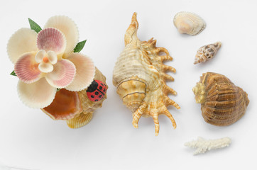 Sea shells souvenir with detail shells on white background.