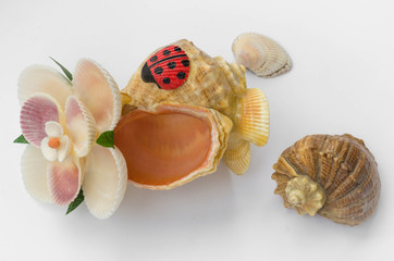 Sea shells souvenir with detail shells on white background.