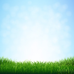 Fototapeta na wymiar Grass With Blue Sky