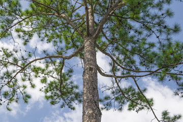 Fototapeta premium Big tree with branch and blue sky