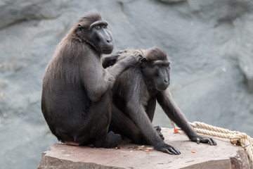 Macaques à crête pendant l'épouillage