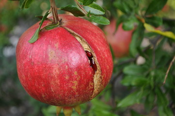 ripe pomegranate hanging on a tree with blurred background