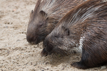 Porc-épic à crête