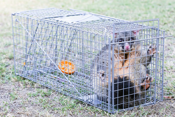 Possum Caught In a Trap
