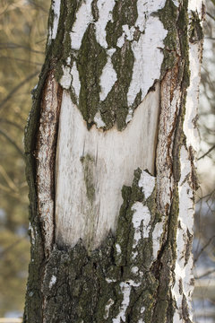 Laid bare birch tree trunk.