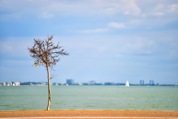 lonely tree with single leaves along the road overlooking the bay. On the other beoegu away city. Sunny clear day. Florida. USA.
