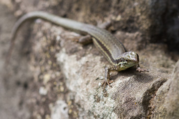 Wall lizard on stones