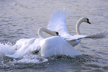 Obraz premium Mute Swan's having chasing each other, over territorial dispute.