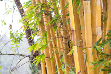 Gold bamboo trunk in the forest, Thailand