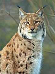 Fotobehang Lynx Portret van mooie Euraziatische Lynx kat.