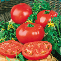 Red fresh tomatoes on leaves sliced