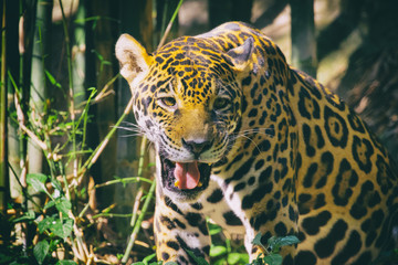 Image of a jaguar on nature background. Wild Animals.
