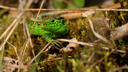 Portrait  Zauneidechse ( Lacerta agilis )