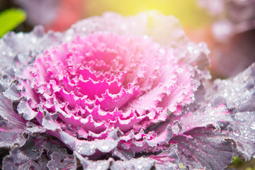 Closed up of Ornamental cabbage (Brassica oleracea) in the garden with sweet and soft light filter for background