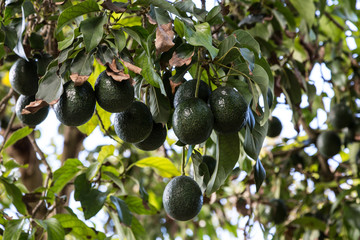 Green avocado on tree. organic food.