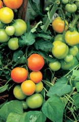 Many green tomatoes ripening