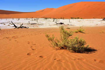 Fototapeta na wymiar Deadvlei, Sossusvlei. Namibia