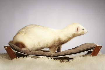 Light ferret on sofa in studio with fur