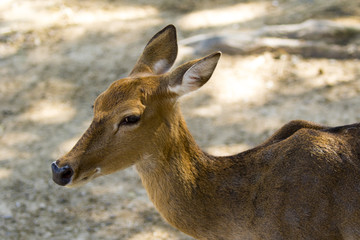 Image of a barking deer on nature background. wild animals.