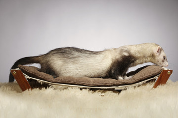 Fluffy ferret on sofa in studio with fur