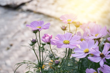 Fototapeta na wymiar Beautiful purple cosmos flowers in garden with sunshine