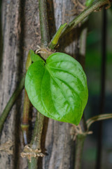 Green betel leaves crawl on old log