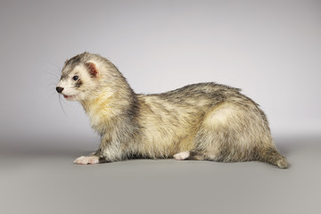Pretty ferret portrait in studio on gray background