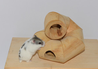 Criceto nano bianco e grigio su tavolino di legno 