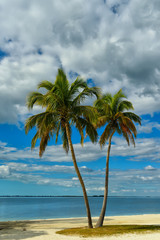 Fototapeta na wymiar two palm trees growing on a deserted beach. Beautiful sky with beautiful clouds. 