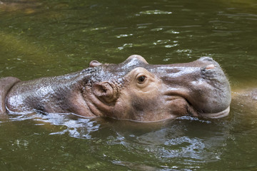 Image of a hippopotamus on the water. Wild Animals.