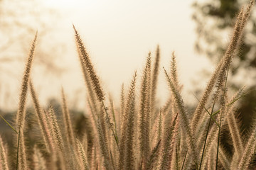 mission grass, Pennisetum polystachyon (L.) Schult before sunset at rural road thailand