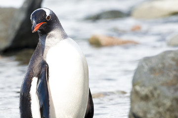 Antarctic Gento Penguin