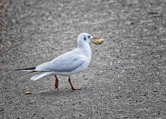 Gull with a piece of bred