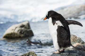 Penguins in observation