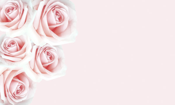 Beautiful pink roses background for Valentine's day.