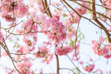 Obraz premium Tabebuia rosea is a Pink Flower neotropical tree