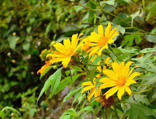 Tree marigold, Mexican tournesol, Mexican sunflower, Japanese su