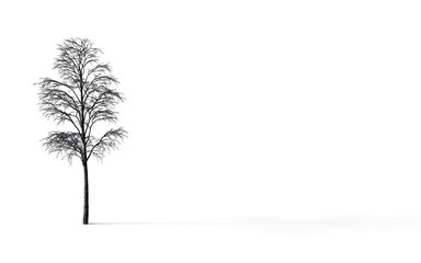 Fototapeta premium Bare tree branches isolate on white background, 3d illustration