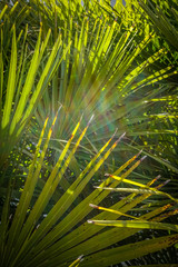 Palmblätter