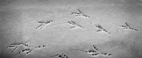 Bird footprints