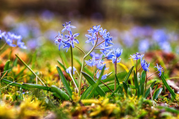 Two-leaf or alpine squill (scilla bifolia), first spring flowers in the morning dew growing in wild nature, lovely background, suitable for wallpaper or cover