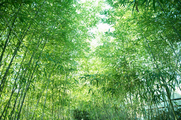 Fototapeta na wymiar Fresh bamboo